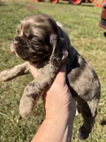 Chocolate Merle , a female Cocker Spaniel for sale in Trion, GA – 2 of 10