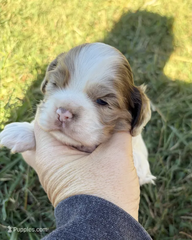 Chocolate Merle Parti  – Cocker Spaniel puppy for sale in Trion, GA