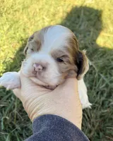 Chocolate Merle Parti , a female Cocker Spaniel for sale in Trion, GA – 1 of 4
