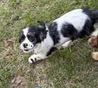 Chocolate Merle , a female Cocker Spaniel for sale in Trion, GA – 9 of 10