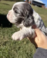 Blue Merle girl , a female Cocker Spaniel for sale in Trion, GA – 3 of 4