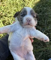 Blue Merle girl , a female Cocker Spaniel for sale in Trion, GA – 4 of 4