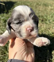 Blue Merle girl , a female Cocker Spaniel for sale in Trion, GA – 1 of 4