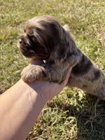 Chocolate Merle , a female Cocker Spaniel for sale in Trion, GA – 3 of 10