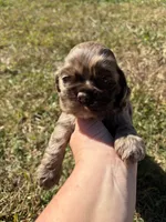 Chocolate Merle , a female Cocker Spaniel for sale in Trion, GA – 5 of 10