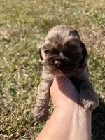 Chocolate Merle , a female Cocker Spaniel for sale in Trion, GA – 1 of 10