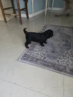 New born, a female Doxiepoo for sale in Pompano Beach, FL – Photo 7 of 7