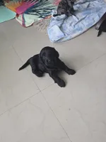 New born, a female Doxiepoo for sale in Pompano Beach, FL – Photo 4 of 7