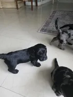 New born, a female Doxiepoo for sale in Pompano Beach, FL – Photo 6 of 7