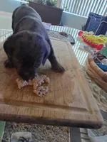 New born, a female Doxiepoo for sale in Pompano Beach, FL – Photo 3 of 7