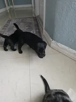 New born, a female Doxiepoo for sale in Pompano Beach, FL – Photo 5 of 7
