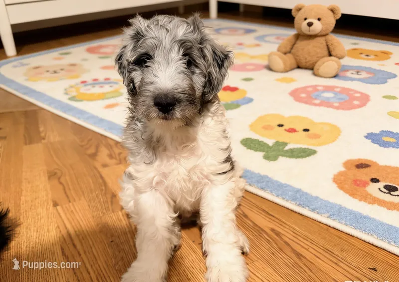 Blue – Shetland Sheepdog, Poodle - Multi-Colored Standard puppy for sale in Pikesville, MD