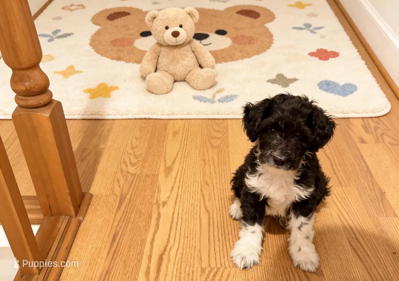 Shadow – Shetland Sheepdog, Poodle - Multi-Colored Standard puppy for sale in Pikesville, MD