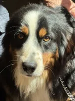 Bernard/ Bernie, a male Miniature American Shepherd for sale in Jonesborough, TN – 8 of 9