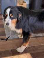 Bernard/ Bernie, a male Miniature American Shepherd for sale in Jonesborough, TN – 6 of 9