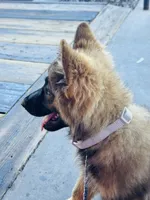 Beatrice/ Miss Bee., a female German Shepherd Dog for sale in Jonesborough, TN – 3 of 10