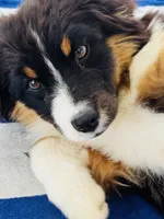 Poncho, a male Miniature American Shepherd for sale in Jonesborough, TN – 3 of 3