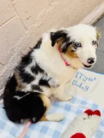 Stella Blue, a female Miniature American Shepherd for sale in Jonesborough, TN – 1 of 1