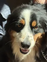 Bernard/ Bernie, a male Miniature American Shepherd for sale in Jonesborough, TN – 9 of 9