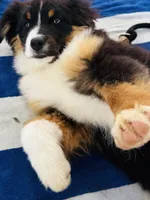 Poncho, a male Miniature American Shepherd for sale in Jonesborough, TN – 2 of 3