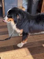 Bernard/ Bernie, a male Miniature American Shepherd for sale in Jonesborough, TN – 7 of 9