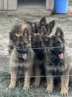 Beatrice/ Miss Bee., a female German Shepherd Dog for sale in Jonesborough, TN – 8 of 10