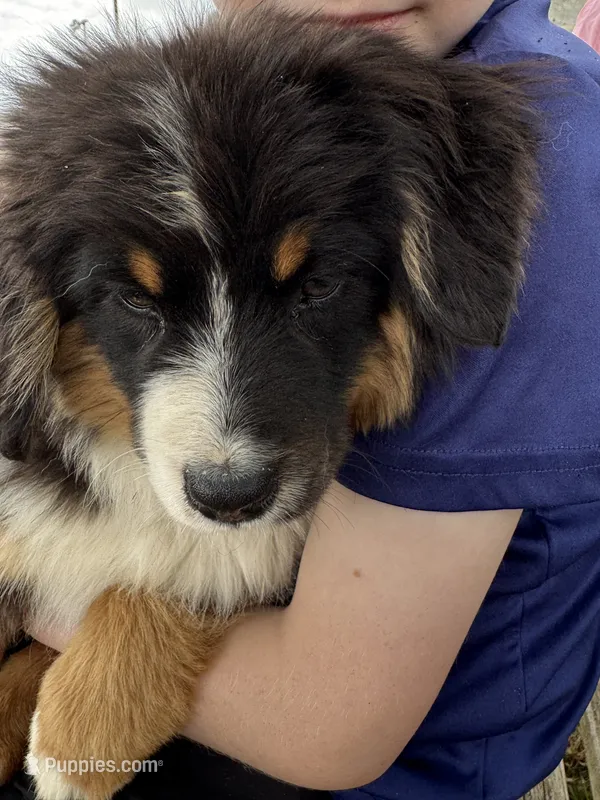 Poncho – Miniature American Shepherd puppy for sale in Jonesborough, TN