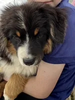 Poncho, a male Miniature American Shepherd for sale in Jonesborough, TN – 1 of 3