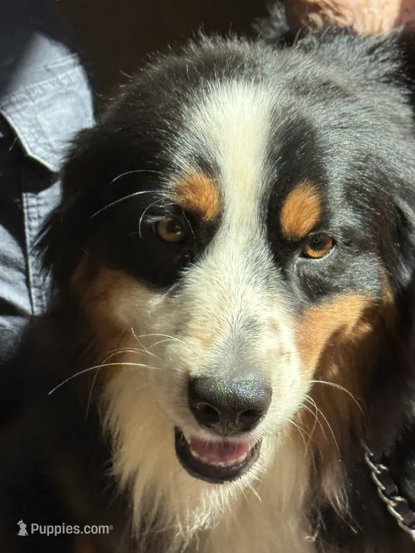 Bernard/ Bernie – Miniature American Shepherd puppy for sale in Jonesborough, TN