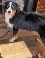 Bernard/ Bernie, a male Miniature American Shepherd for sale in Jonesborough, TN – 5 of 9
