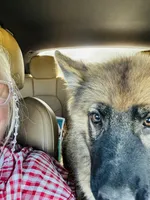 Beatrice/ Miss Bee., a female German Shepherd Dog for sale in Jonesborough, TN – 10 of 10