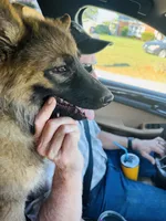 Beatrice/ Miss Bee., a female German Shepherd Dog for sale in Jonesborough, TN – 5 of 10