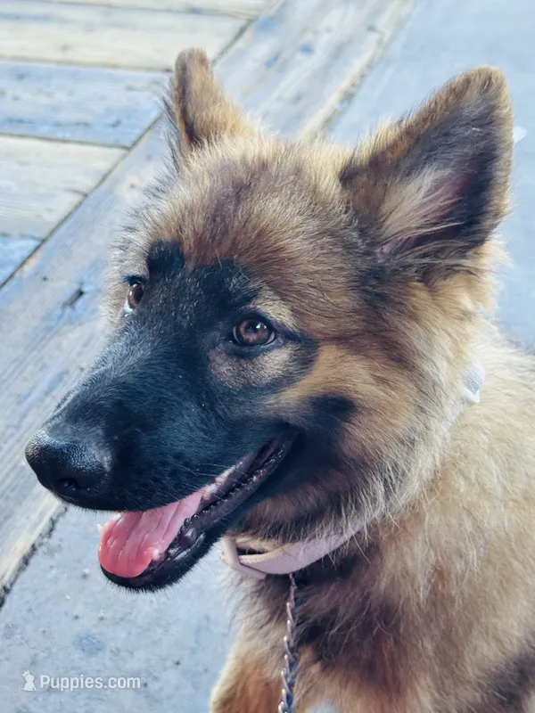 Beatrice/ Miss Bee. – German Shepherd Dog puppy for sale in Jonesborough, TN