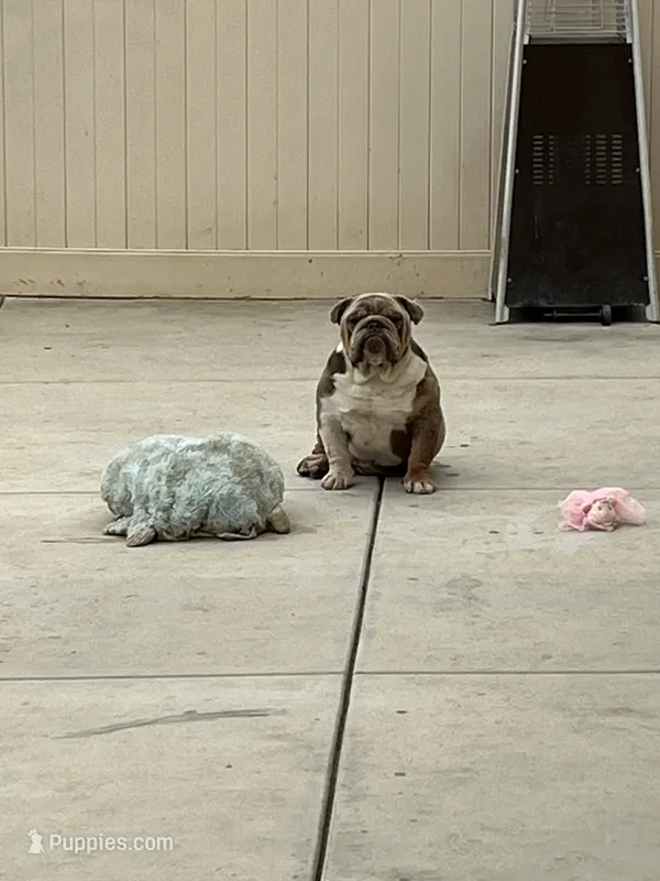 English bulldog King – English Bulldog puppy for sale in Mira Loma, CA