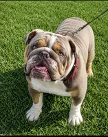 English bulldog King, a male English Bulldog for sale in Mira Loma, CA – 3 of 4