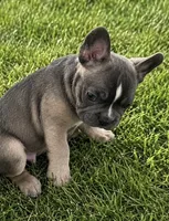 Trouble , a male French Bulldog for sale in Mira Loma, CA – 4 of 5