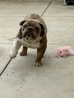 Hessle, a male English Bulldog for sale in Mira Loma, CA – 3 of 4
