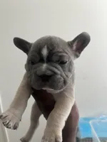 Trouble , a male French Bulldog for sale in Mira Loma, CA – 5 of 5