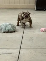 Hessle, a male English Bulldog for sale in Mira Loma, CA – 2 of 4