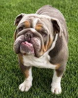 English bulldog King, a male English Bulldog for sale in Mira Loma, CA – 2 of 4