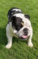 English bulldog King, a male English Bulldog for sale in Mira Loma, CA – 2 of 2