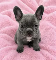 English bulldog kingdom , a male French Bulldog for sale in Mira Loma, CA – 6 of 6
