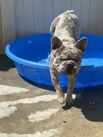 English bulldog King, a male French Bulldog for sale in Mira Loma, CA – 6 of 10