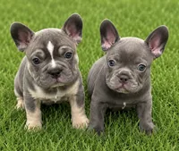 English bulldog kingdom , a male French Bulldog for sale in Mira Loma, CA – 2 of 6