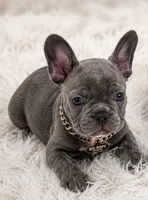 English bulldog kingdom , a male French Bulldog for sale in Mira Loma, CA – 3 of 6