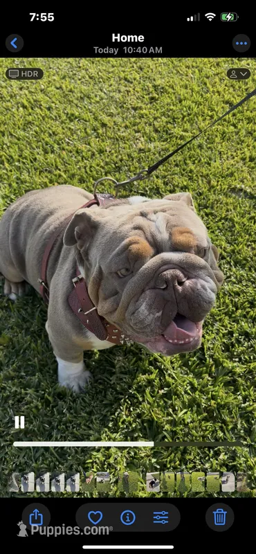 English bulldog King – English Bulldog puppy for sale in Mira Loma, CA