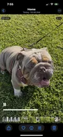 English bulldog King, a male English Bulldog for sale in Mira Loma, CA – 1 of 4