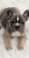English bulldog kingdom , a male French Bulldog for sale in Mira Loma, CA – 4 of 6