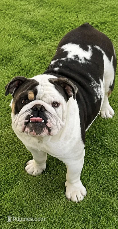 English bulldog King – English Bulldog puppy for sale in Mira Loma, CA