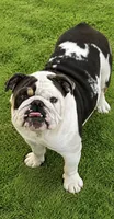 English bulldog King, a male English Bulldog for sale in Mira Loma, CA – 1 of 2